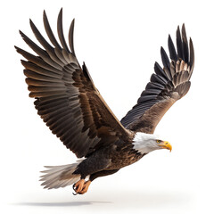 Fototapeta premium Bald Eagle in Flight with Wings Spread Wide Open