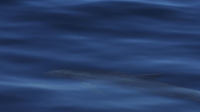 Dolphins glide just beneath the water surface near boats, sunlight rippling and reflecting across their smooth skin, creating shimmering patterns as they swim in calm ocean waters, serene marine