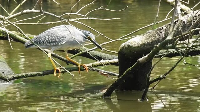Close up of a Striated Heron near water, highlighting its fine plumage pattern and alert hunting posture. Captured in natural lighting, ideal for wildlife, birdwatching, and wetland ecosystem themes.