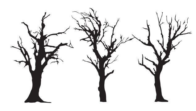 Silhouette of Barren Trees: Striking silhouettes of leafless trees stand tall, their intricate branches reaching towards the sky, evoking a sense of stark beauty.