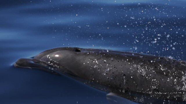 Dolphins glide just beneath the water surface near boats, sunlight rippling and reflecting across their smooth skin, creating shimmering patterns as they swim in calm ocean waters, serene marine
