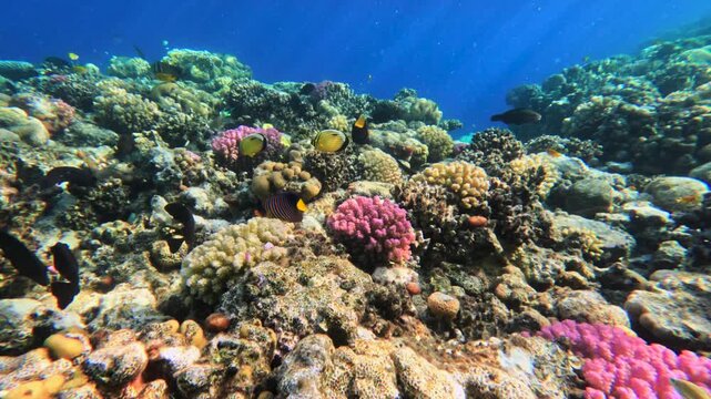 Swimming underwater above colorful coral reef with small tropical reef fish 