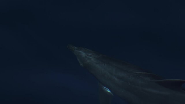 Dolphins glide just beneath the water surface near boats, sunlight rippling and reflecting across their smooth skin, creating shimmering patterns as they swim in calm ocean waters, serene marine
