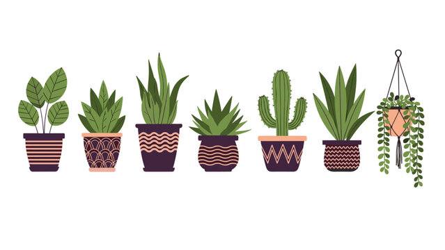 Collection of various indoor house plants in decorative pots including cactus and succulents isolated on white background.