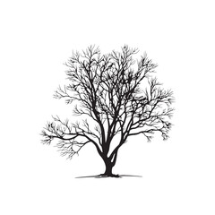 Obraz premium Silhouette of a Bare Tree: A stark black silhouette of a tree with bare branches stands in stark contrast. Its intricate network of limbs reaches outwards against the soft ambiance.