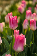 Fototapeta premium A sea of tulips is blooming in the garden, opening up in the spring season, presenting various kinds of charm.