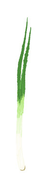 Thick Cut White Leek Logs (Butsu-giri)