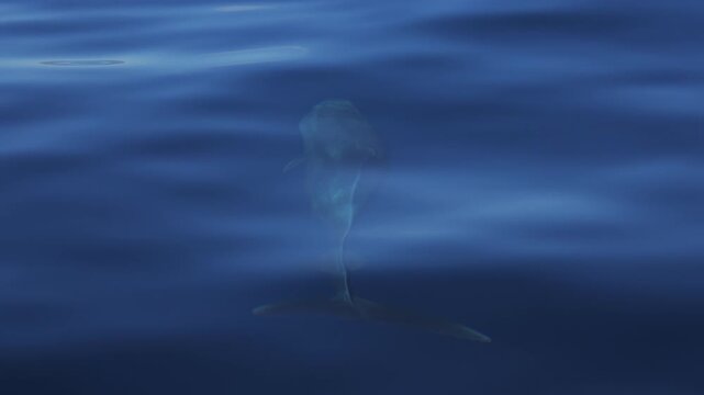 Dolphins glide just beneath the water surface near boats, sunlight rippling and reflecting across their smooth skin, creating shimmering patterns as they swim in calm ocean waters, serene marine