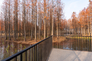 Fototapeta premium Beautiful colorful forest landscape in autumn season