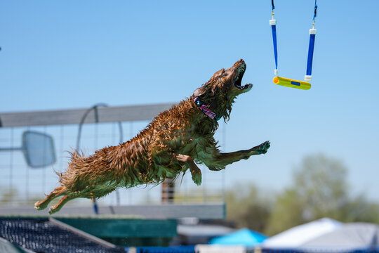 Golden retriever dog about to grab a toy hanging above the pool