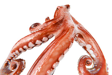 red 3d octopus on transparent background, marine life © Layerform
