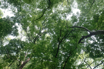 Fototapeta premium Broad canopy spread with arching limbs across bright treetops. Expansive overhead foliage shaped by graceful curved branches. Natural roof of woodland leaves with sweeping organic lines