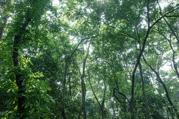 Fototapeta premium Sunlight pierces dense canopy creating sparkling foliage highlights. Bright rays scatter through upper leaves in tropical woodland. Shimmering treetop scene with radiant gaps across green crown