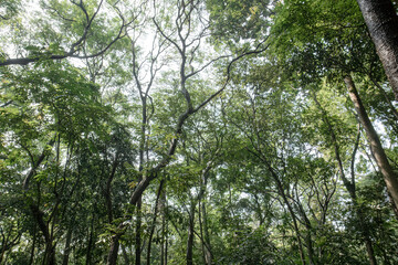 Fototapeta premium Elegant limbs weave intricate silhouettes across bright canopy. Graceful treelines lift upward through vivid leafy layers. Woodland crowns create flowing shapes against pale sky