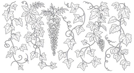Fototapeta premium Grapevine Illustration with Leaves and Bunches.