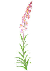 Obraz premium 咲き誇るリナリアの花の手描きの水彩イラスト