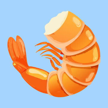 Curved fresh shrimp prawn for seafood restaurant and marine protein diet marketing materials - Vector Illustration