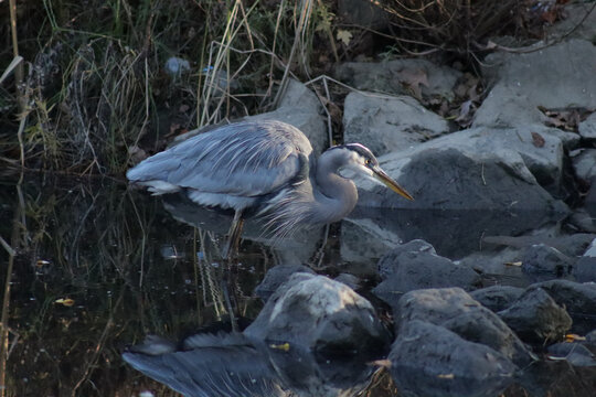 Great blue heron standing in a pond near some muck covered rocks looking determined