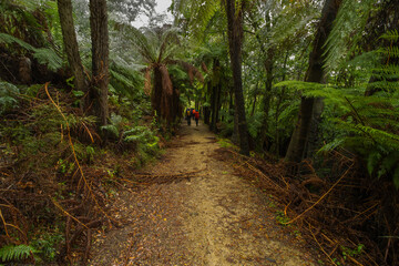 Fototapeta premium Eastern Dandenong Ranges Trail, Victoria, Australia