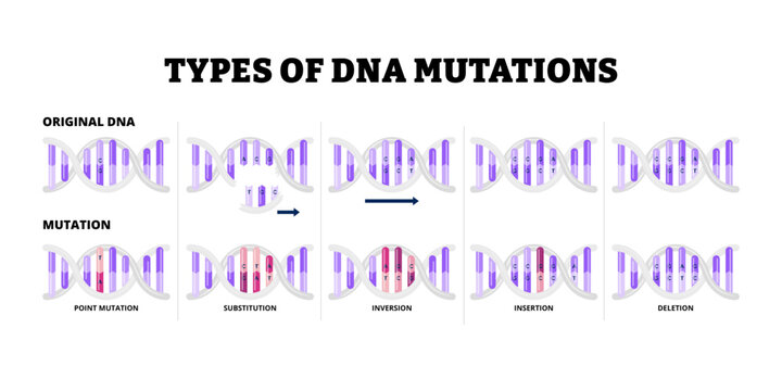 Different types of DNA Mutation types set collection. Labeled point mutation, substitution, inversion, insertion and deletion. Science educational poster. Molecular biology. Vector illustration.