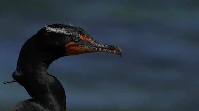 Portrait of a great cormorant perched by the water in natural light, dark glossy feathers and piercing eyes captured in fine detail, strong hooked beak and textured plumage in a calm wildlife scene.