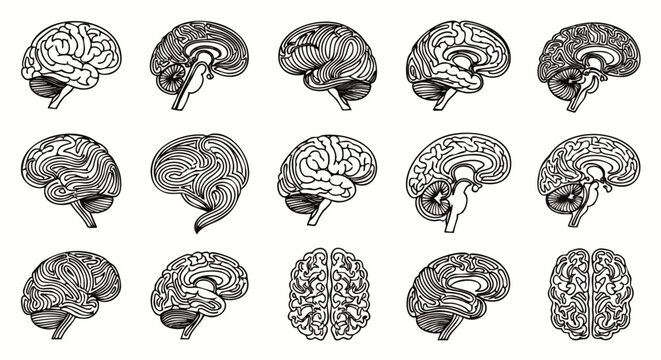 Collection of detailed anatomical illustrations of the human brain in various sagittal and coronal views, showcasing intricate details.