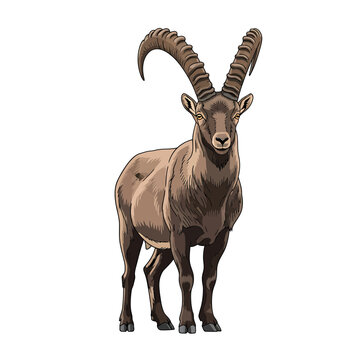 Majestic Ibex Portrait: A detailed illustration captures the powerful presence of a solitary ibex with its impressive, curved horns.