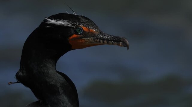 Portrait of a great cormorant perched by the water in natural light, dark glossy feathers and piercing eyes captured in fine detail, strong hooked beak and textured plumage in a calm wildlife scene.