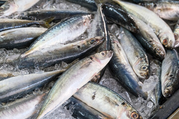 Fototapeta premium Fresh fish on ice seafood market display background.