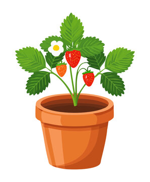 Single strawberry bush with red berries and white flowers in a classic terracotta pot for small space gardening and home fruit production