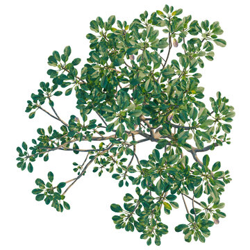 A high-resolution, professional-grade top-down (plan view) photograph of a single Plumeria rubra, also known as the common frangipani, meticulously isolated on a solid black background. This architect