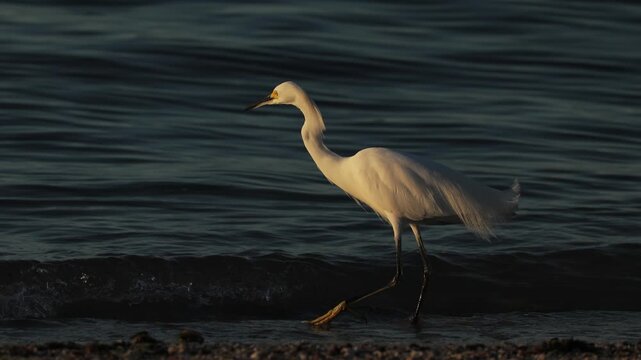 Portrait of a great egret in soft natural light, elegant white feathers and long neck highlighted against a calm background, sharp beak and focused gaze captured in a serene wildlife close-up scene.