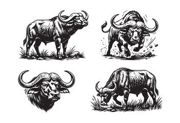 Fototapeta premium Set of 4 black and white African buffalo vector illustrations. Features grazing, charging, and portrait poses in a detailed vintage engraved style.