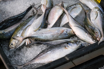Obraz premium Fresh raw fish on ice at seafood market natural display.
