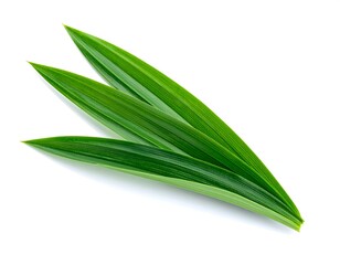 Obraz premium Fresh Green Pandan Leaves Isolated on White Background.