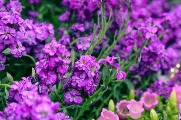 Obraz premium March 21 2026 Vibrant purple flower clusters bloom densely across garden bed