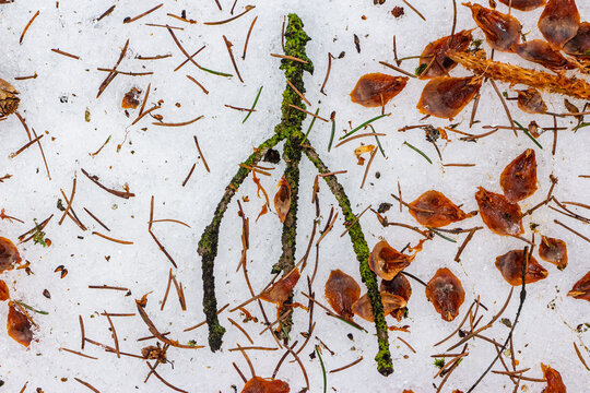 Mystical Algiz rune-like stick on pristine winter snow, surrounded by fallen pine needles and cone scales. Nature's cryptic symbol in a serene forest setting