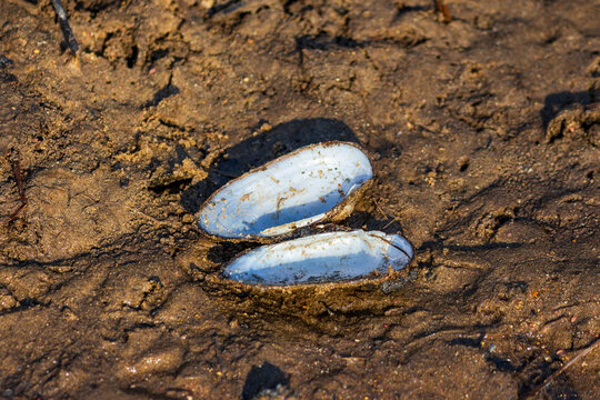 An empty freshwater mussel shell lies open on a sun-drenched, damp riverbank. A humble bivalve remnant, showcasing tranquil nature and river ecology