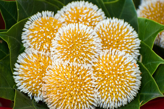Unique golden Neolamarckia cadamba Kadam flower in full bloom.