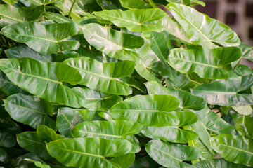 Lush green leaves of the Philodendron burle Marx plant. © Jahid