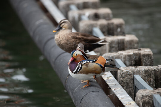 A male Mandarin duck perched on a pipe, accompanied by a female duck in the background