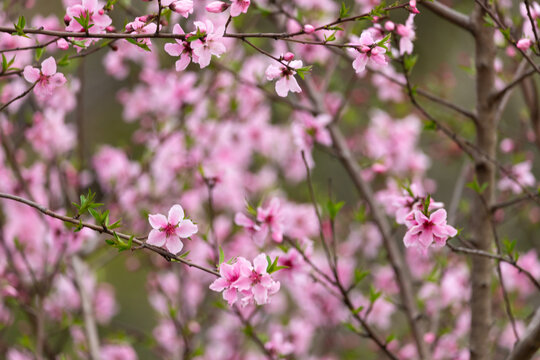 Pink peach blossoms blooming on bare branches, a classic sign of spring