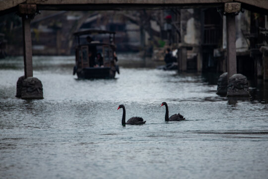 Slender West Lake in Yangzhou, China. 
and two black swans swimming on the water