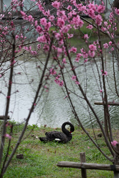 Black Swan resting beside a lake surrounded by blooming cherry blossom trees