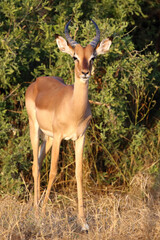 Fototapeta premium Schwarzfersenantilope / Impala / Aepyceros melampus