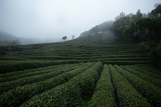 The renowned Longjing tea plantations in Hangzhou, China, are celebrated for producing one of the country's most prized green teas