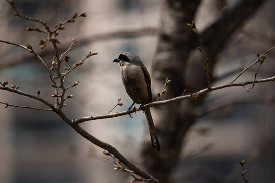 Long-tailed Shrike (Lanius schach), also known as the Rufous-backed Shrike