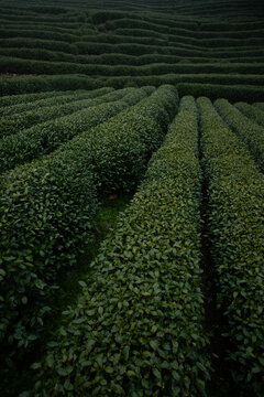 The renowned Longjing tea plantations in Hangzhou, China, are celebrated for producing one of the country's most prized green teas