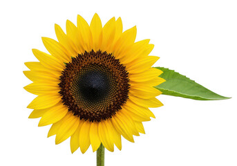 Obraz premium Bright yellow sunflower with vibrant petals and a dark center isolated on transparent background