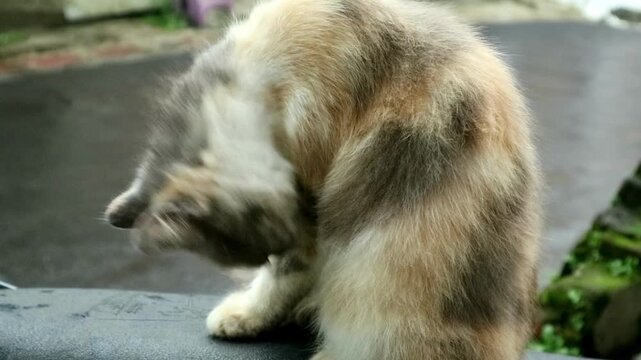 Cats are grooming their fur, which functions to regulate body temperature, reduce stress, improve circulation, and clean wounds.